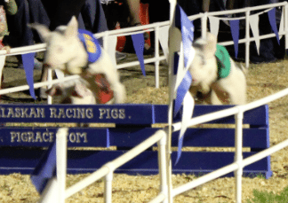 Spokane Country Fair 2