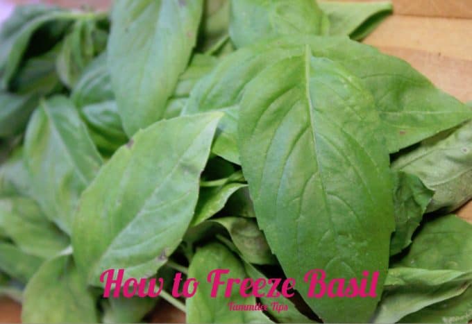 freeze basil now to enjoy it this winter tammilee tips freeze basil now to enjoy it this winter tammilee tips