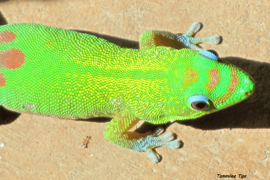 Hawaii Green Lizard