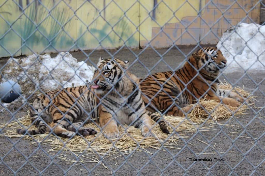 Cat Tales Spokane