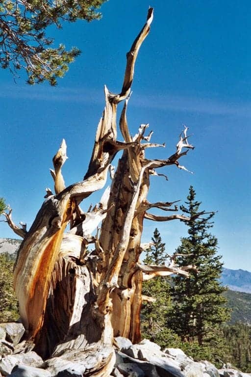 bristlecone-pine.jpg