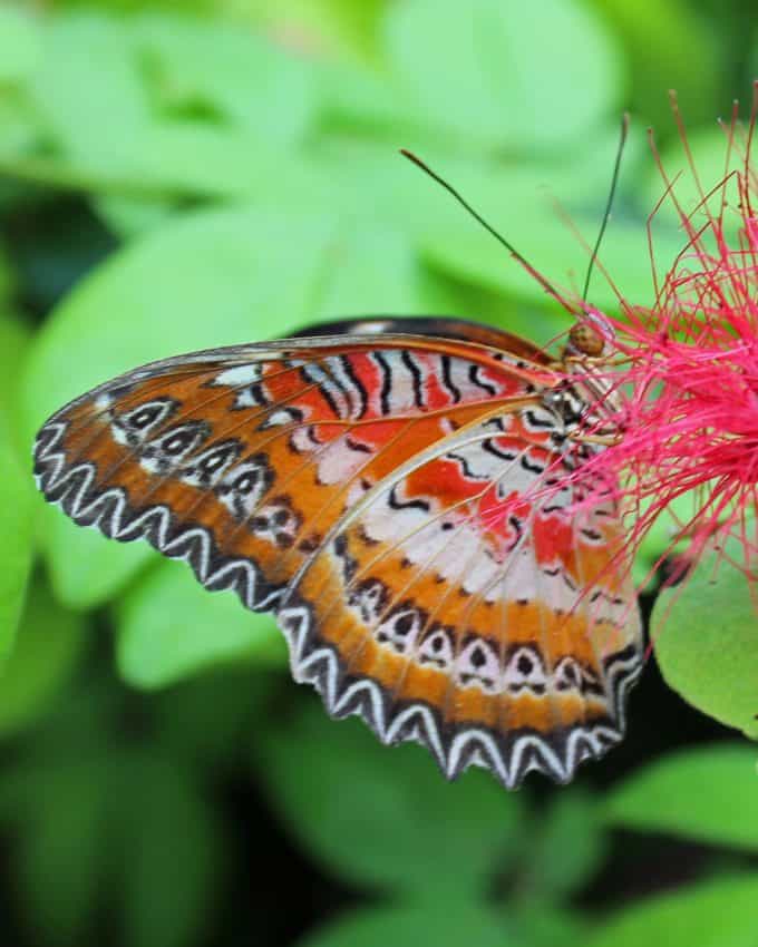 Key West Butterfly Garden & Nature Conservatory