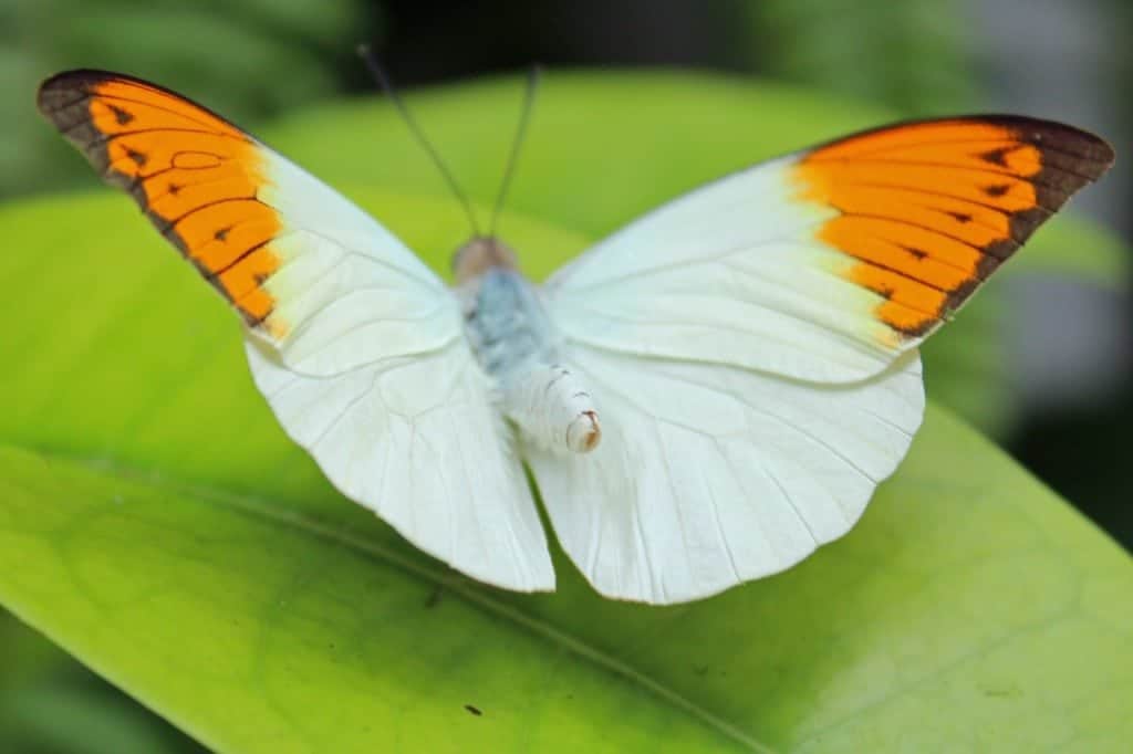 Key West Butterfly Garden Nature Conservatory key-west-butterfly-garden-nature-conservatory