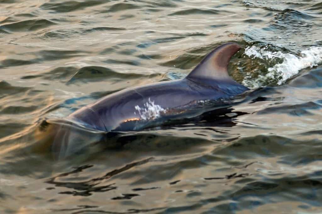 Adventures in Paradise Dolphin Cruise Sanibel Island Florida