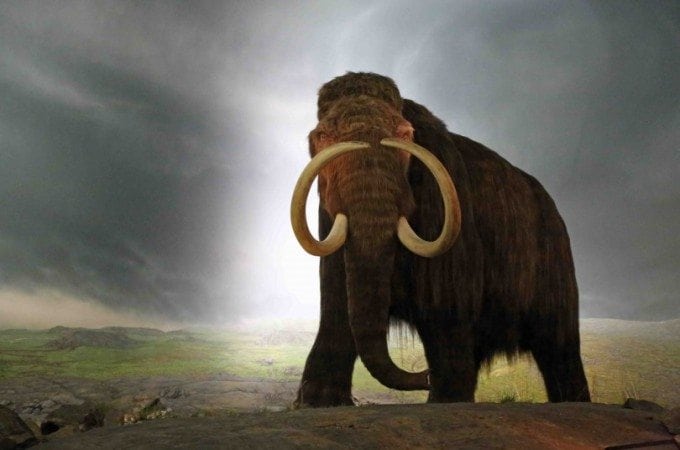 Blog Wolly Mammoth at Royal BC Museum Victoria BC