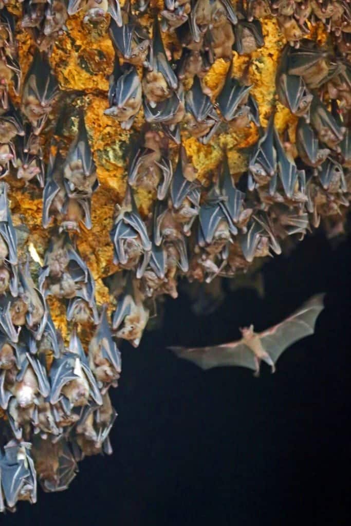 Creepy yet cool visit to the Bat Cave in Bali Tammilee Tips