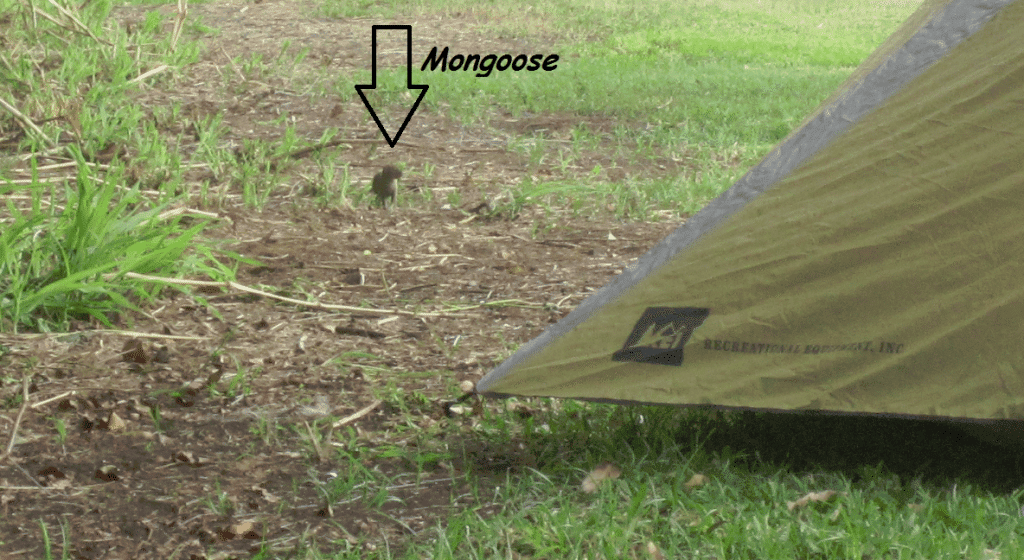 Mongoose next to a REI Tent
