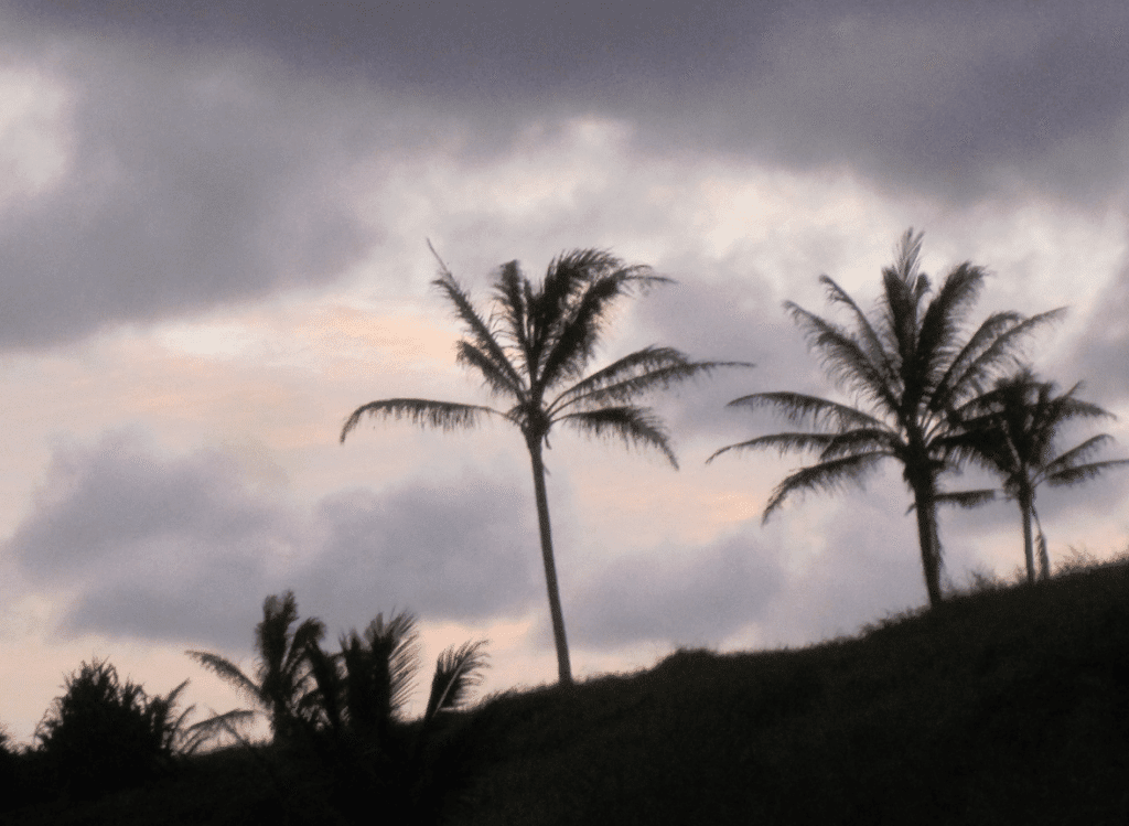 Clouds and Sunset with palm trees