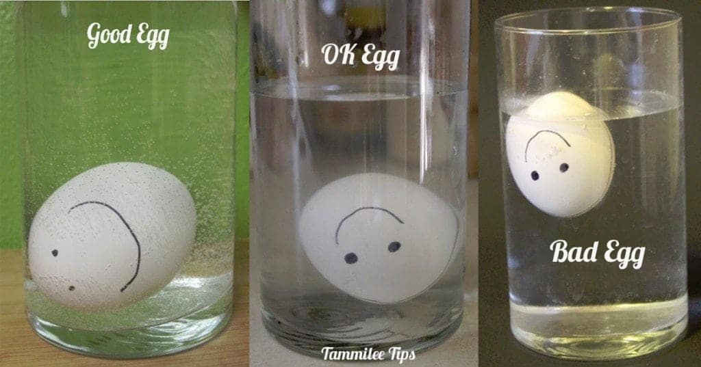 How to tell if an Egg is Fresh! Tammilee Tips