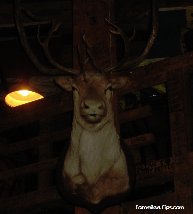 Golden-Princess-Juneau-Red-Dog-Saloon-Deer.png