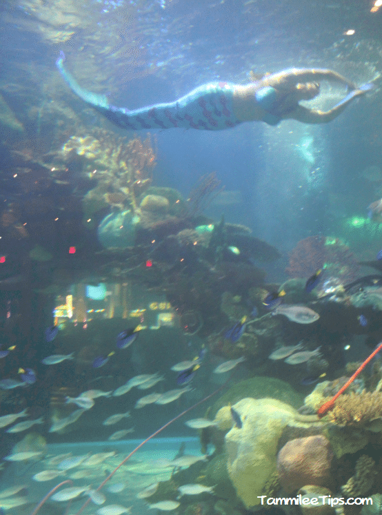 Tanked-Aquarium-Silverton-Casino-Mermaid.png