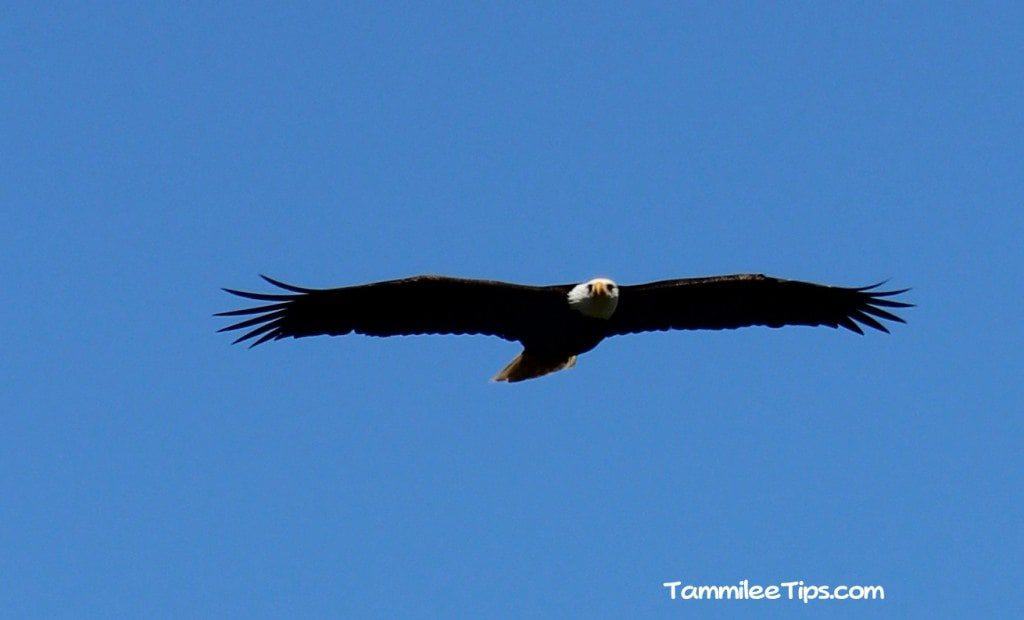 Bald Eagle