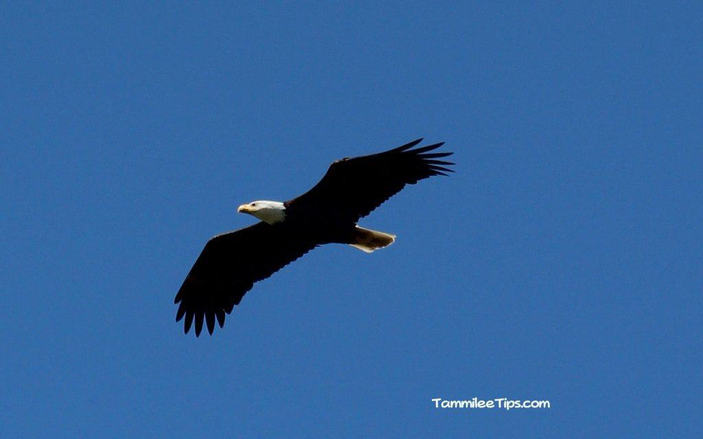 Bald Eagle San Juan Islands