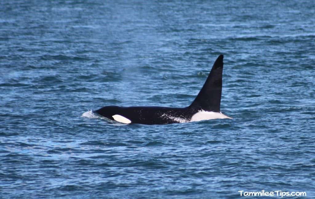 Orca Whale San Juan Excursions Whale Watching Trip