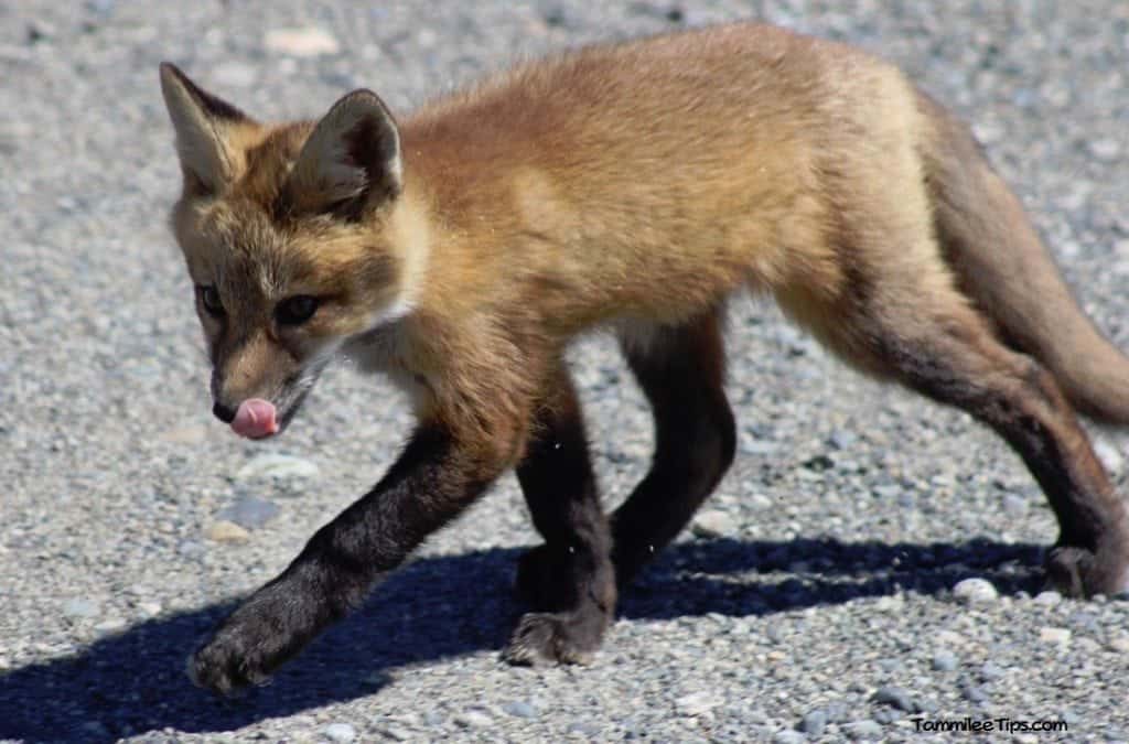 San Juan Island Foxes 2