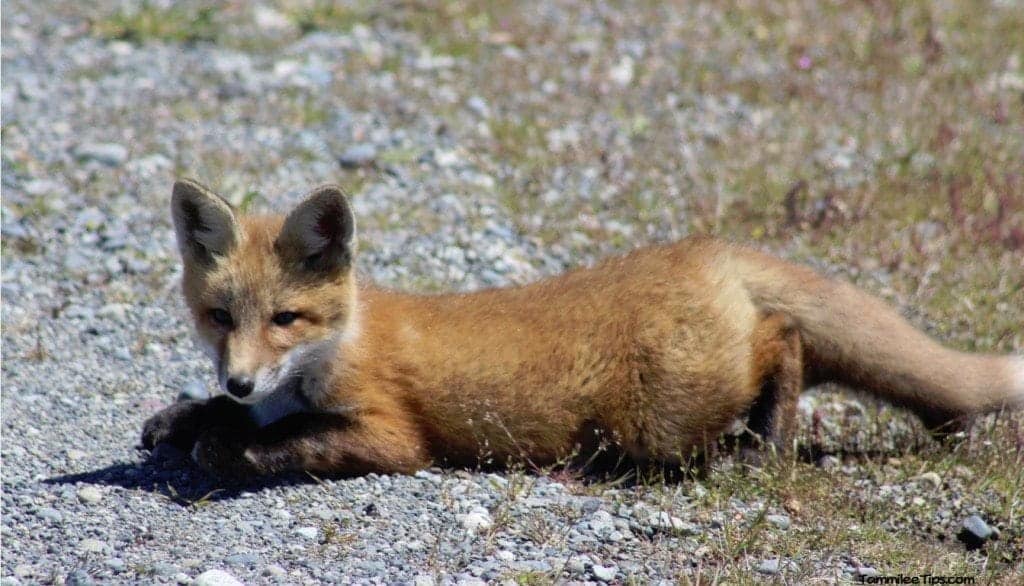 San Juan Island Foxes 6