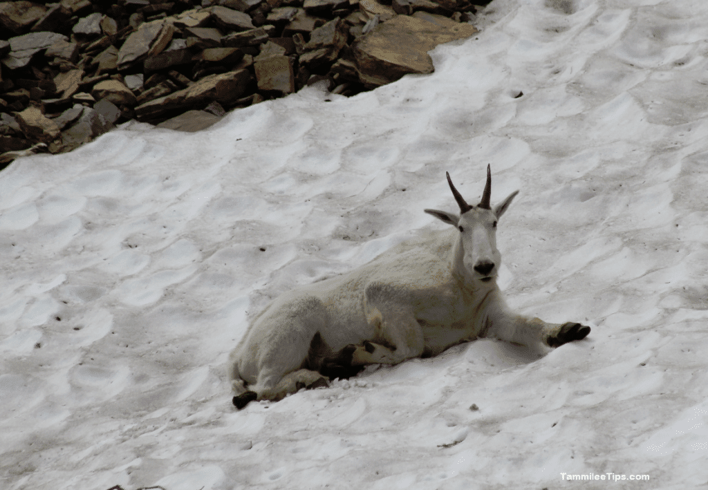 Glacier National Park Going to the Sun Road Sheep