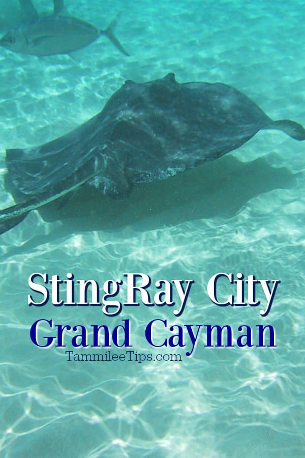 Grand Cayman Stingray City Shore Excursion - Tammilee Tips