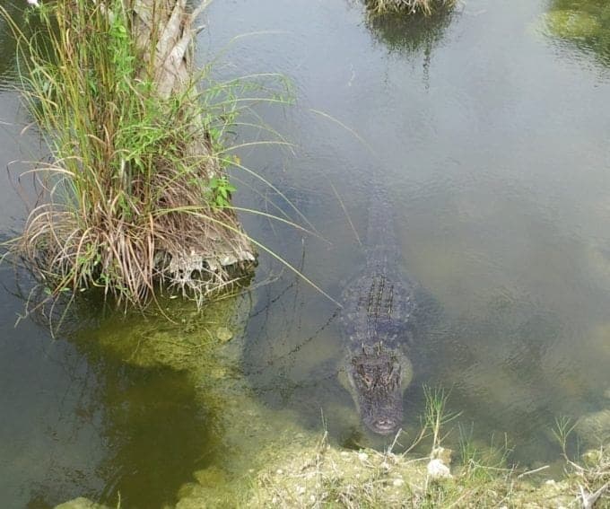 alligator in the water with plants around it