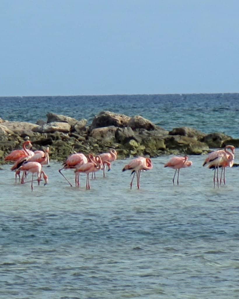 Flamingos