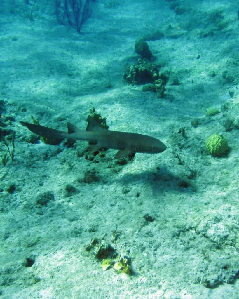 nurse shark