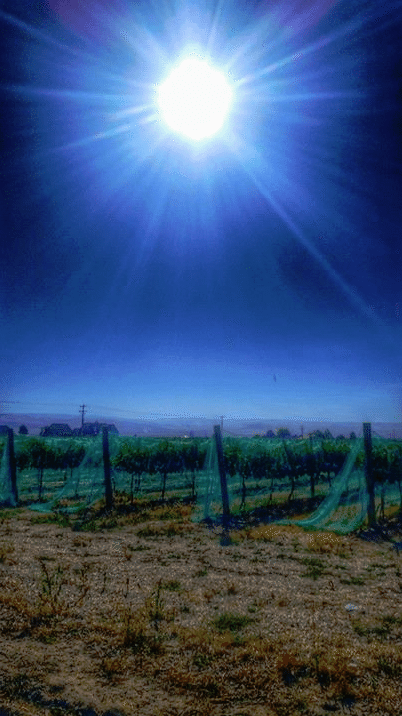 Walla Walla Grape Vines