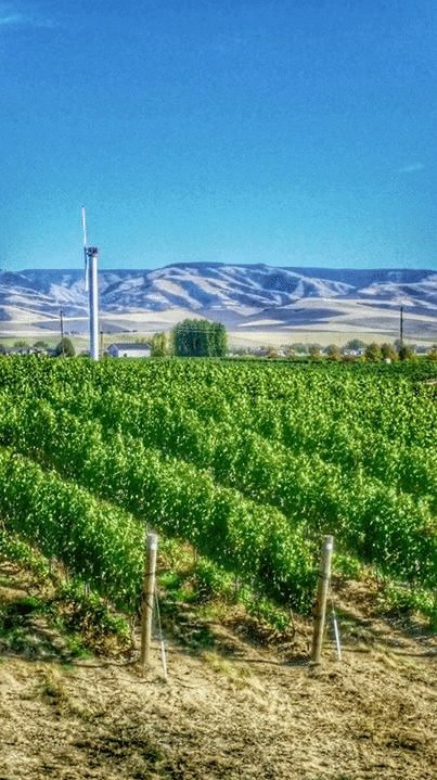 Walla Walla Pepper Bridge