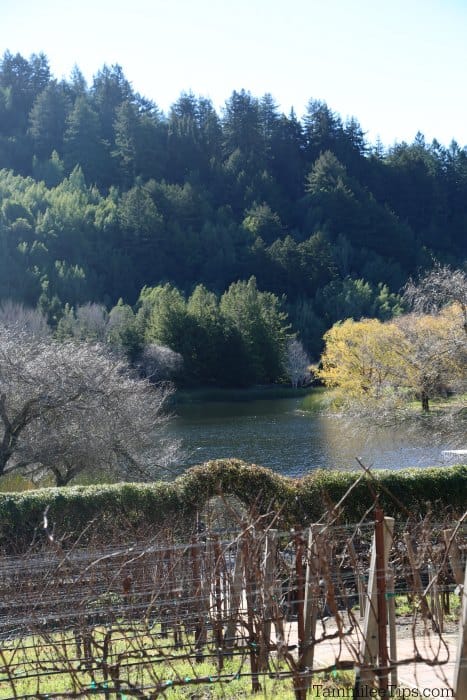 Grapevines in rows leading down to a ledge and lake in the distance