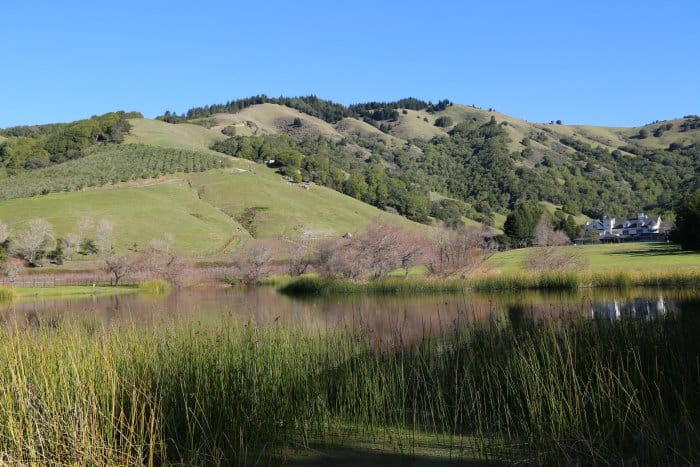 Rolling green hills with grapevines and a lake