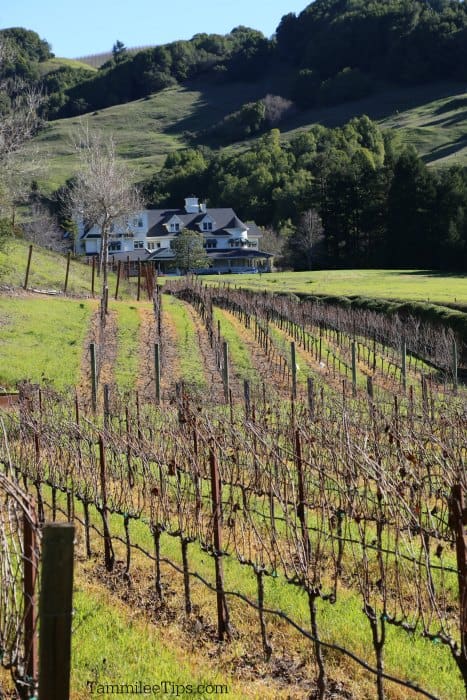 grapevines in rows with a large white house in the background and rolling green hills
