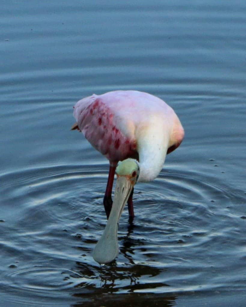 Roseatte Spoonbill