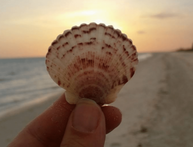 Sanibel seashell