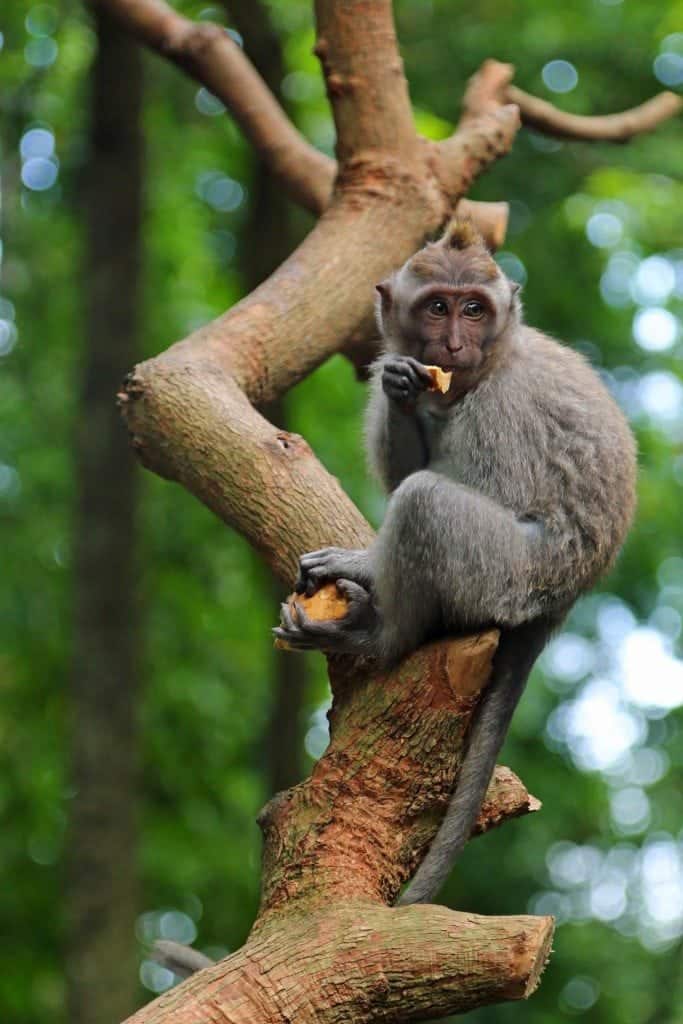 Monkey in tree at Ubud Monkey Frest