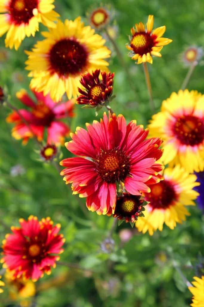 Beautiful flowers at Kingsbrae Gardens