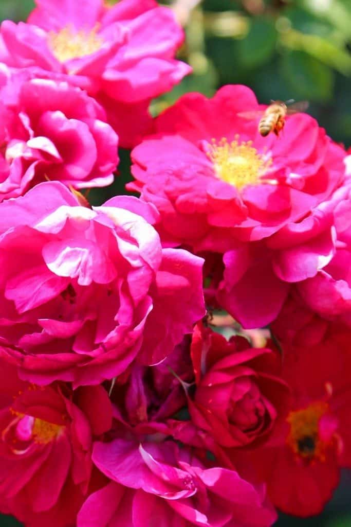 Hot pink roses at Kingsbrae Garden