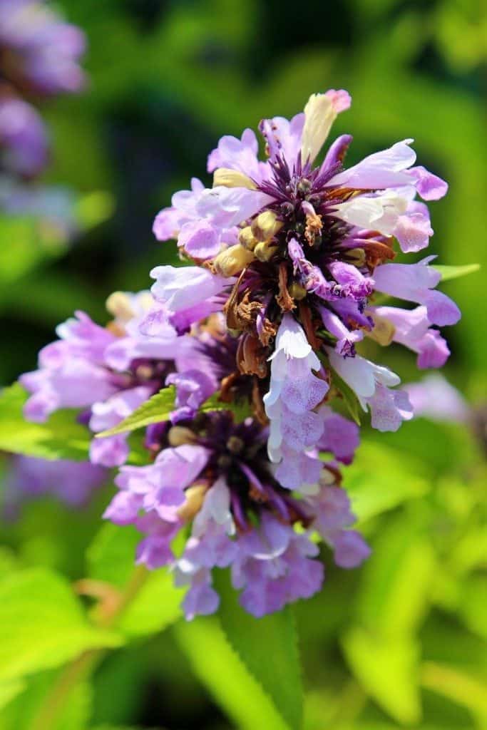 Purple Flowers at Kingsbrae Gardens