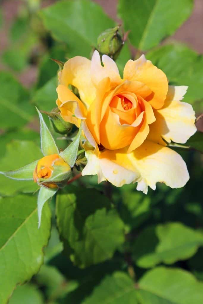 Yellow Rose Kingsbrae Gardens