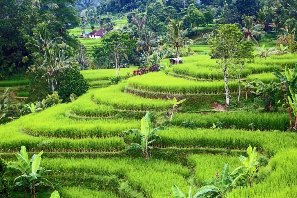 UNESCO World Heritage Rice Terraces in Bali