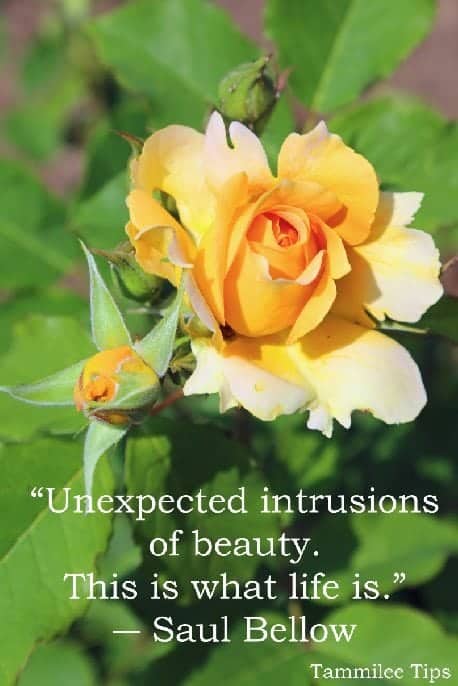 “Unexpected intrusions of beauty. This is what life is.”