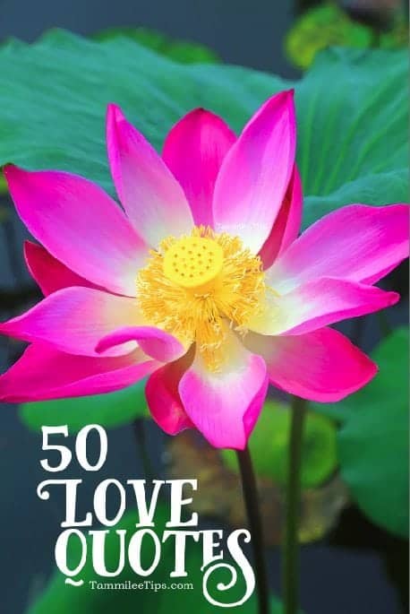 50 Love Quotes