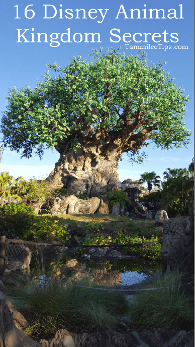 16 Disney Animal Kingdom Secrets