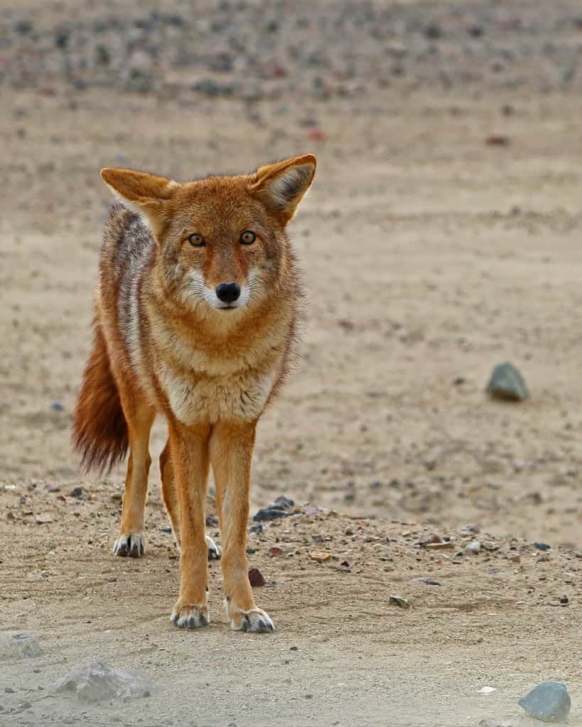 Coyote at Death Valley National Park