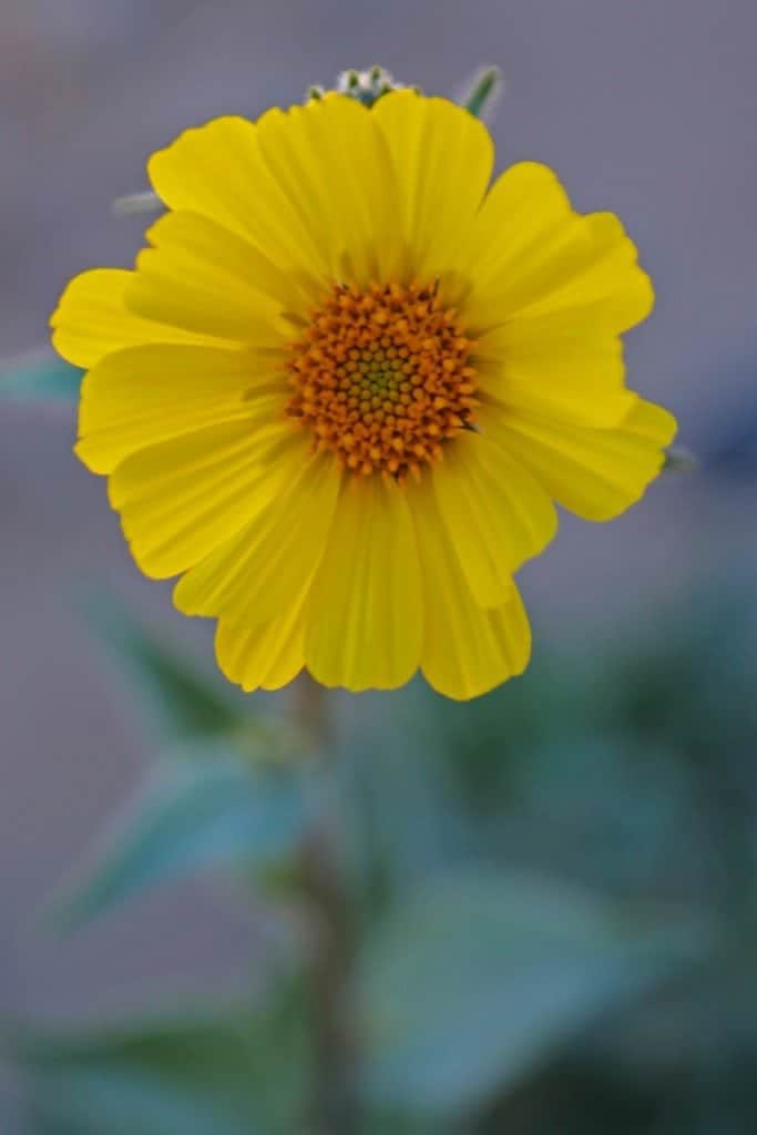 Wildflower at Death Valley National Park