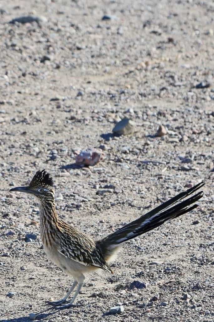 roadrunner death valley