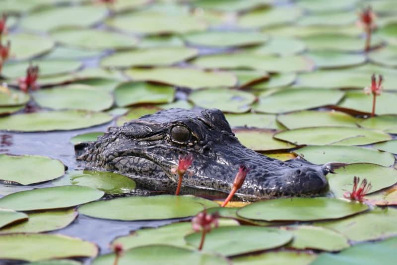 Top Things To Do In Lake Charles La Tammilee Tips