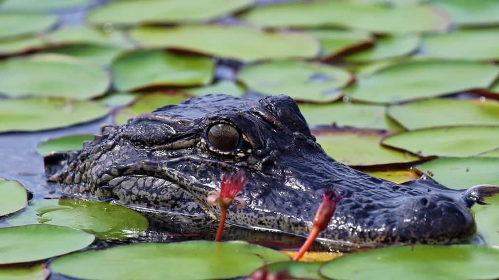 Alligator swimming in lily pads