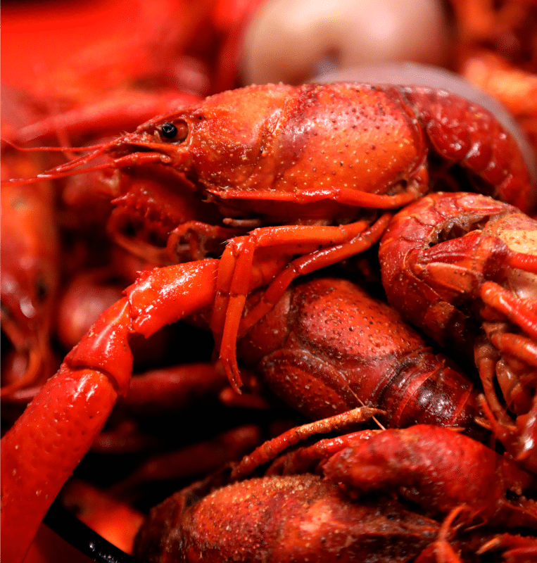 crawfish close up 