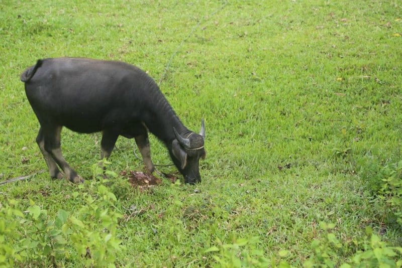 water buffalo eating grass