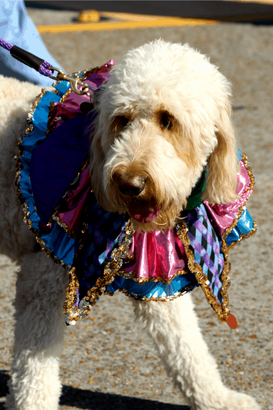 Krewe of Barkus Parade in Lake Charles, Louisiana Tammilee Tips