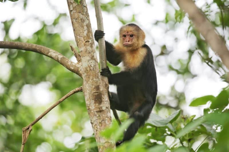 Frowny face spider monkey in a tree